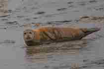 Fambridge Seal Spotting