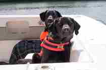 YHQ Lab Dogs With Lifejackets