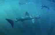 Basking Shark And Diver