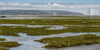 Lymington Marsh