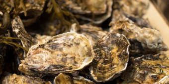 Native Oysters 1294773964
