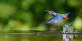 Kingfisher Adobestock 423914373