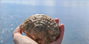 Native Oyster. The Wild Oysters Project. (C) ZSL (5)