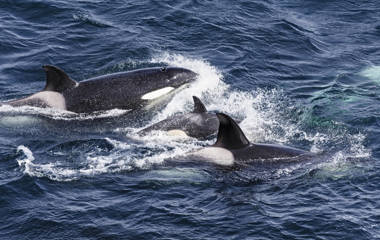 Orca