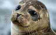 Seal Closeup