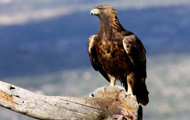 Golden Eagle