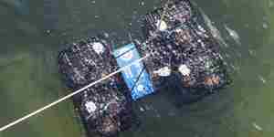 Oyster Nursery. The Wild Oysters Project. (C) ZSL (2)