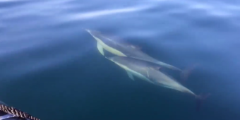 Dolphins 2