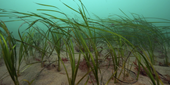 Seagrass Credit Ocean Conservation Trust