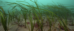 Seagrass Credit Ocean Conservation Trust