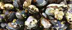 Mussels Adobestock 136154370